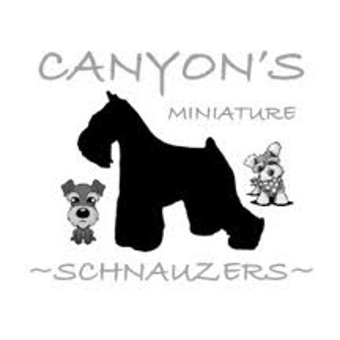 Images Canyon's Miniature Schnauzers