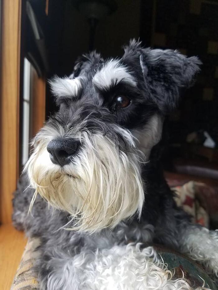 Images Canyon's Miniature Schnauzers