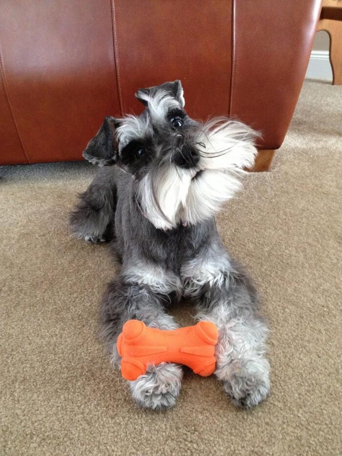 Images Canyon's Miniature Schnauzers