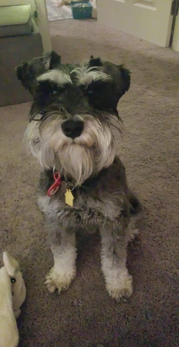 Images Canyon's Miniature Schnauzers