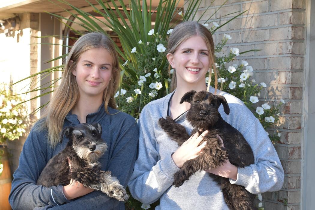 Images Canyon's Miniature Schnauzers