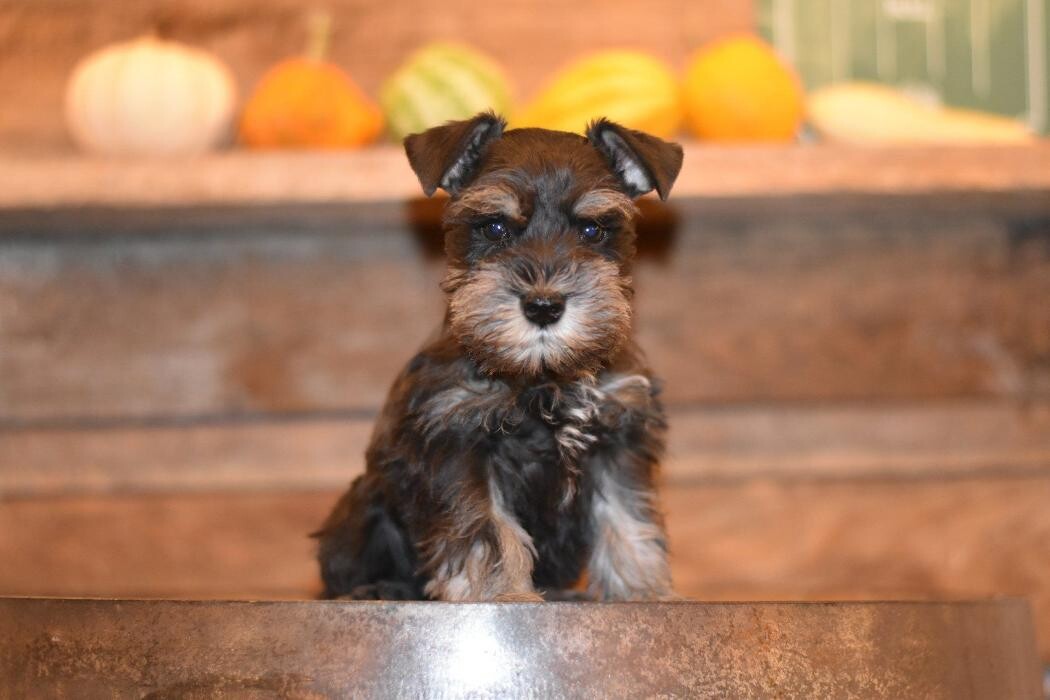 Images Canyon's Miniature Schnauzers