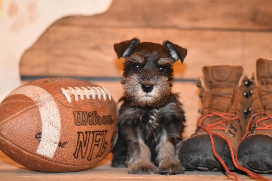 Images Canyon's Miniature Schnauzers