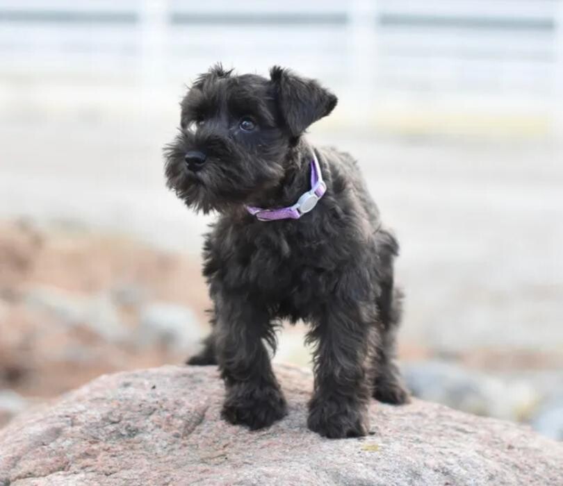 Images Canyon's Miniature Schnauzers
