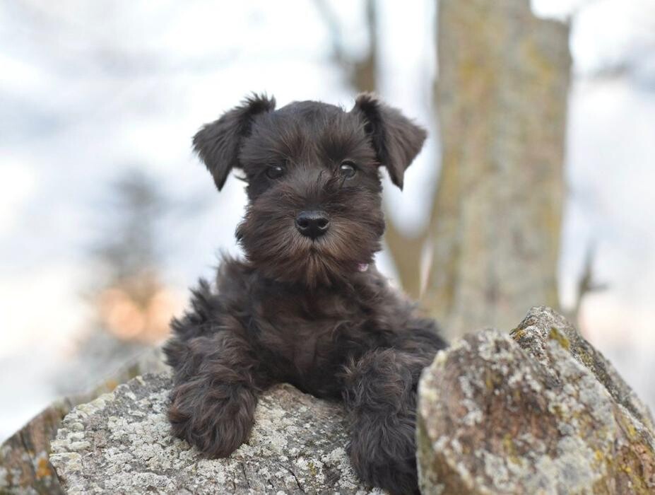 Images Canyon's Miniature Schnauzers