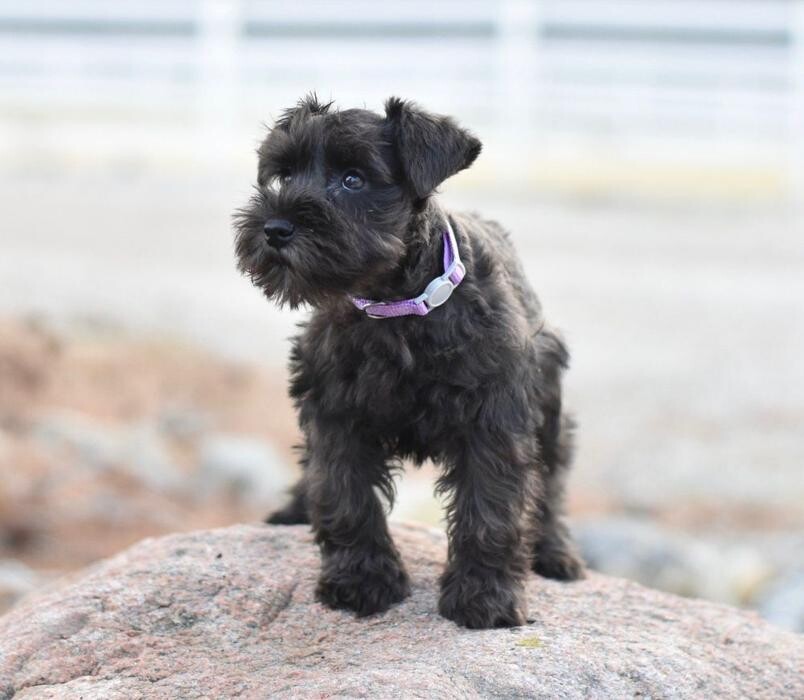Images Canyon's Miniature Schnauzers