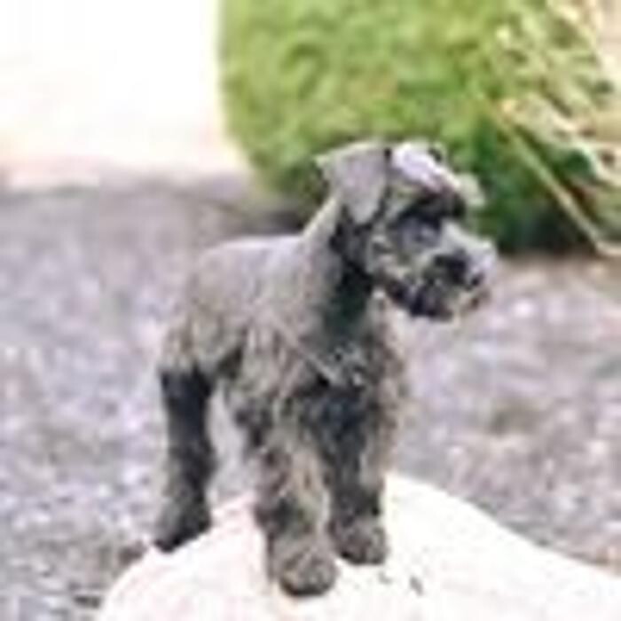 Images Canyon's Miniature Schnauzers