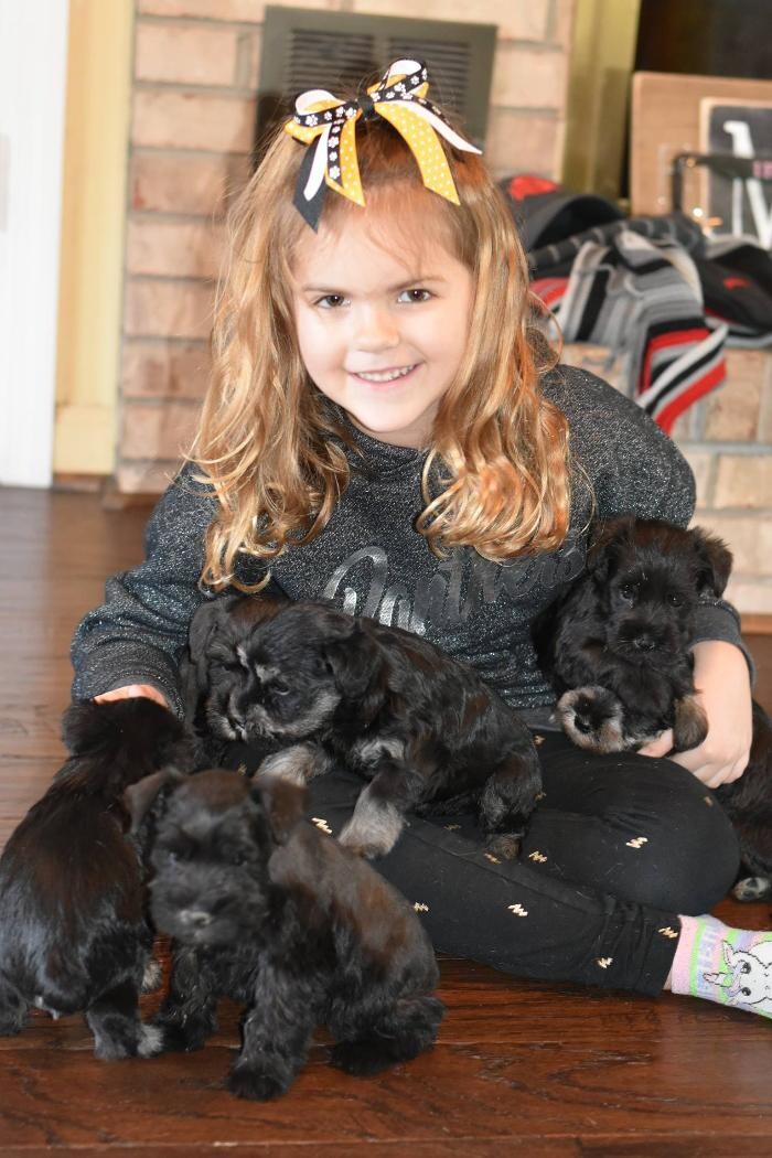 Images Canyon's Miniature Schnauzers