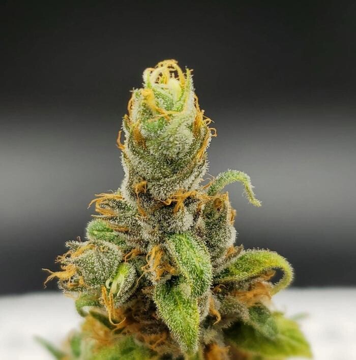 Images NuVue Pharma Dispensary Pueblo North