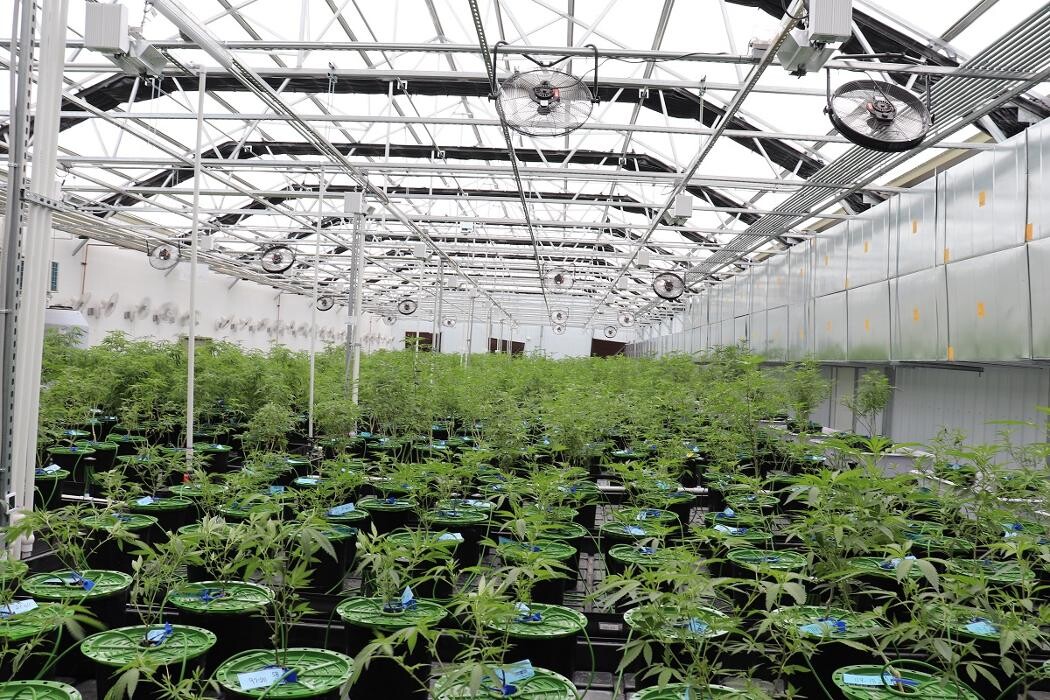 Images NuVue Pharma Dispensary Pueblo North