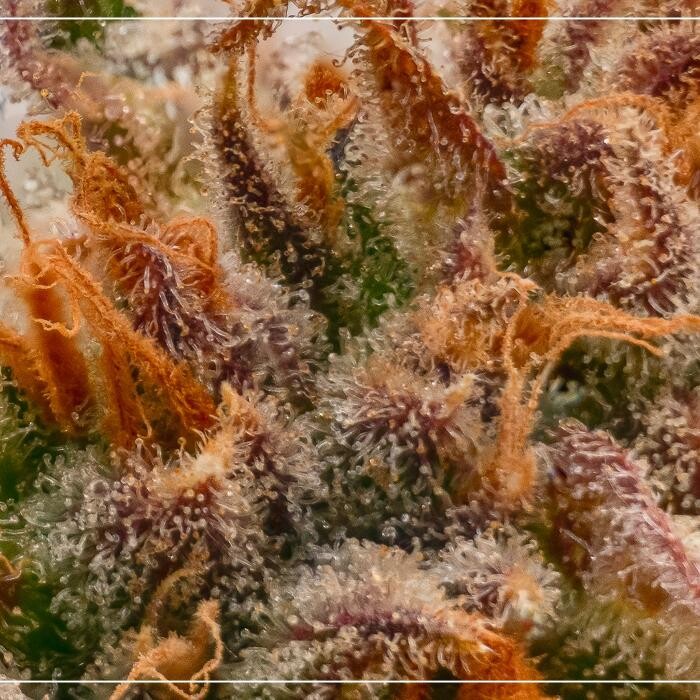 Images NuVue Pharma Dispensary Pueblo North
