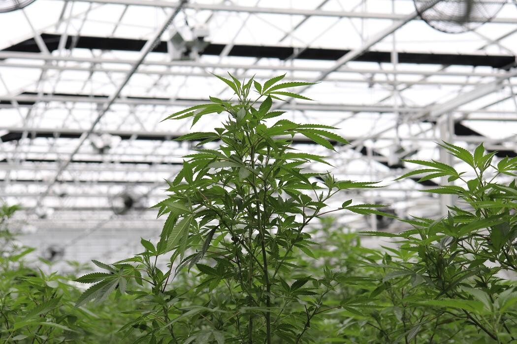 Images NuVue Pharma Dispensary Pueblo North