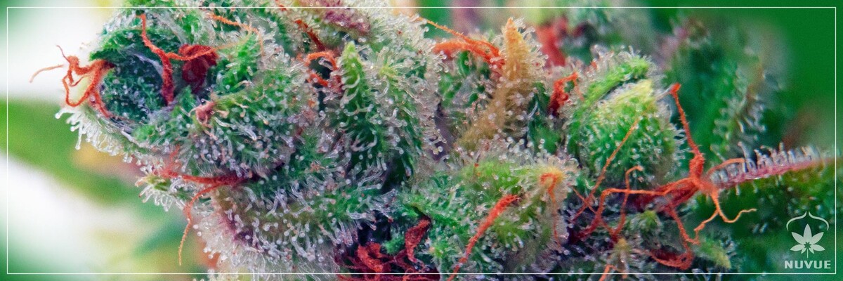 Images NuVue Pharma Dispensary Pueblo North