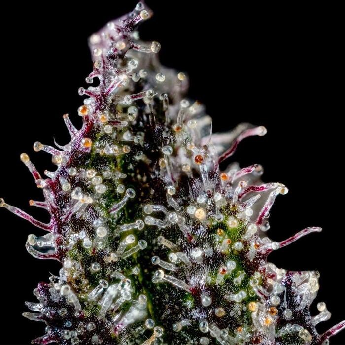 Images NuVue Pharma Dispensary Pueblo North