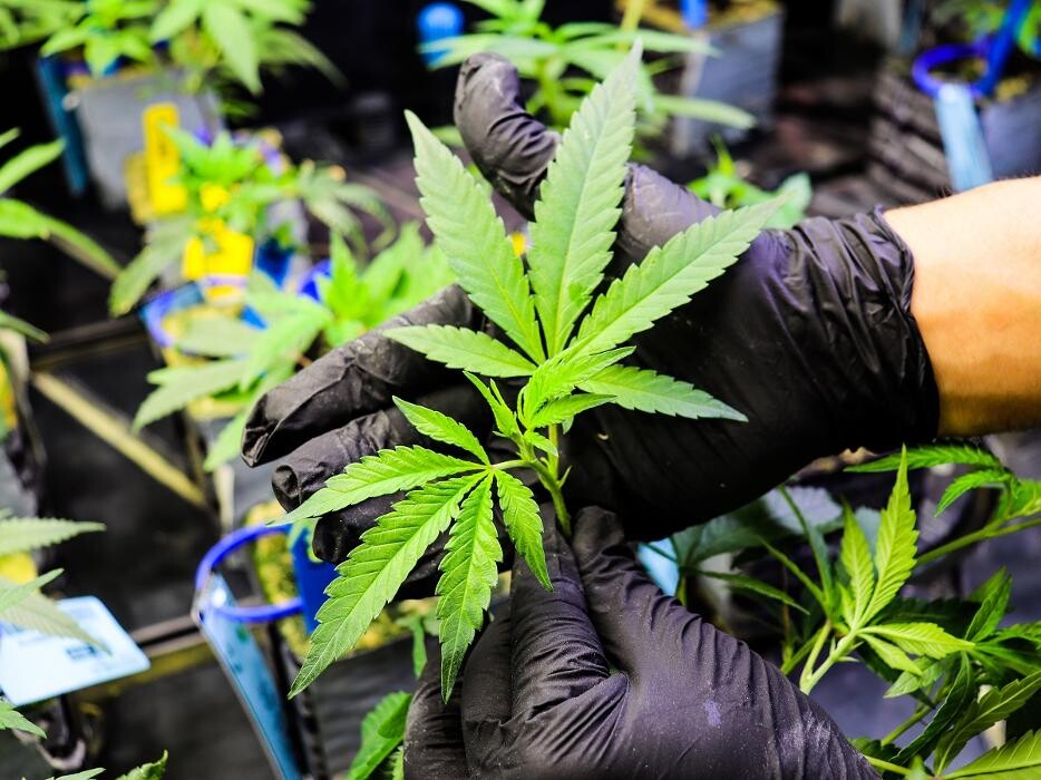 Images NuVue Pharma Dispensary Pueblo North