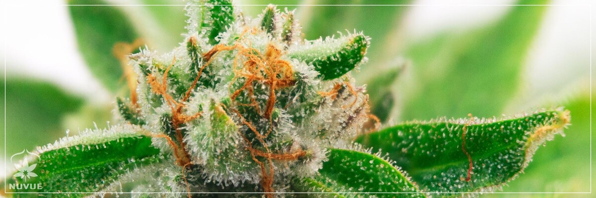 Images NuVue Pharma Dispensary Pueblo North