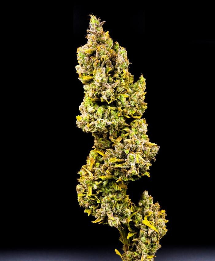 Images NuVue Pharma Dispensary Pueblo North