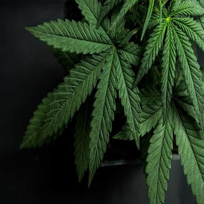 Images NuVue Pharma Dispensary Pueblo North