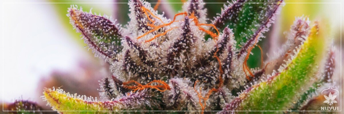 Images NuVue Pharma Dispensary Pueblo North