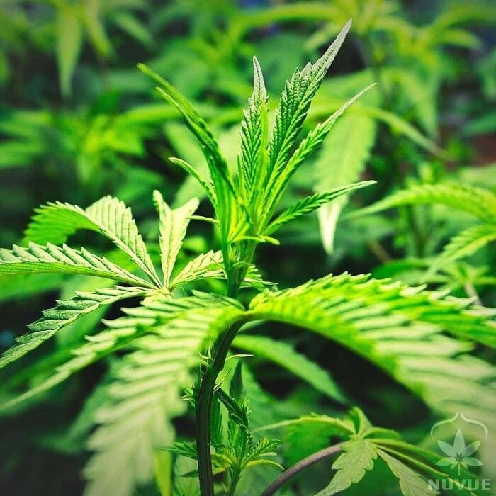 Images NuVue Pharma Dispensary Pueblo North