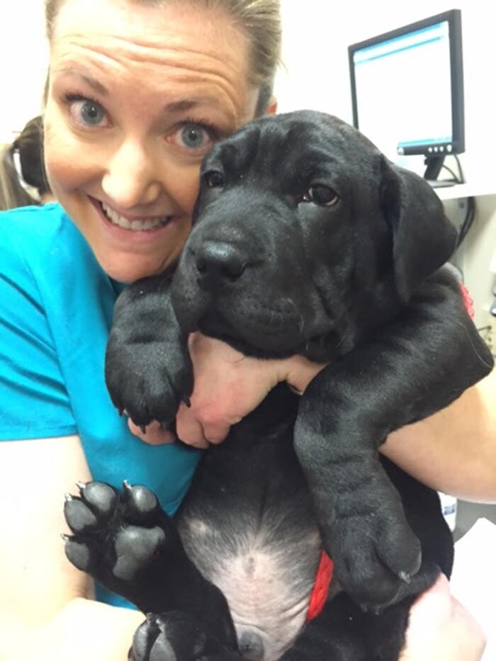 Images The Pet Doctor - O'Fallon