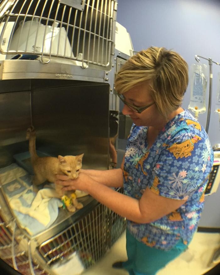 Images The Pet Doctor - O'Fallon