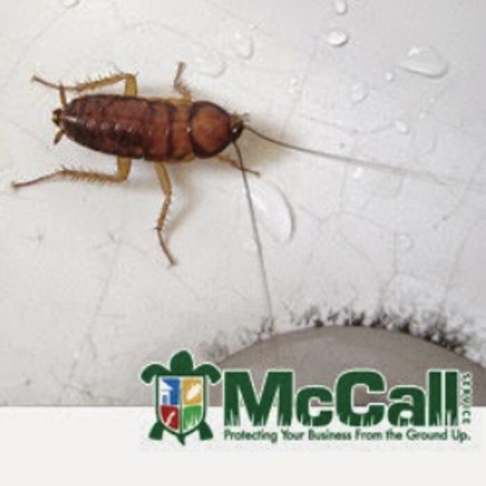 Images McCall Service