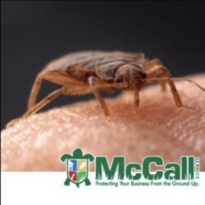 Images McCall Service