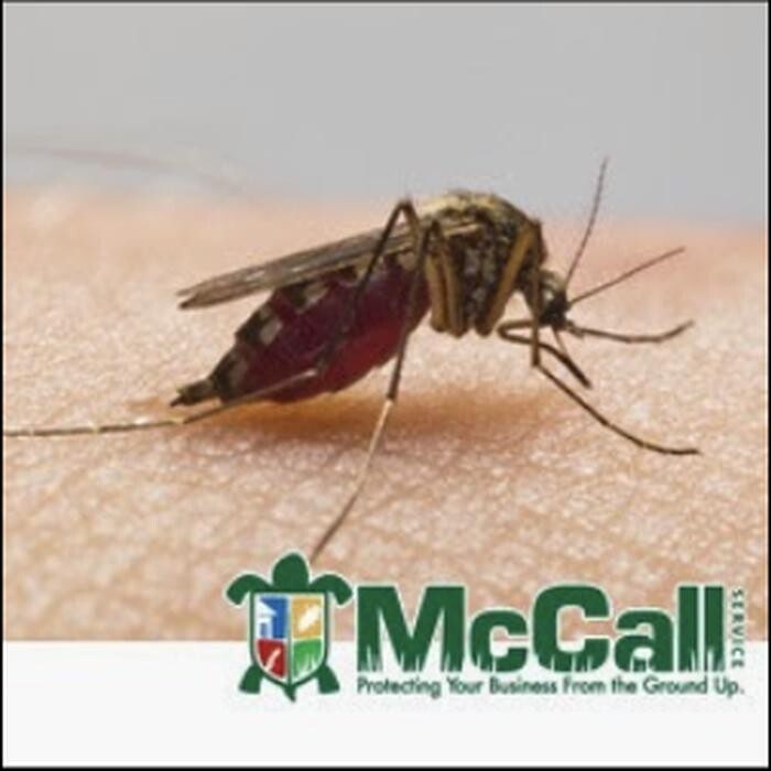 Images McCall Service