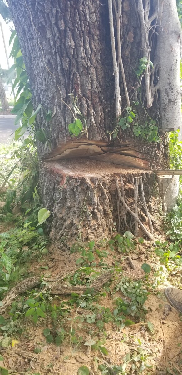 Images Tampa Tree Services, LLC