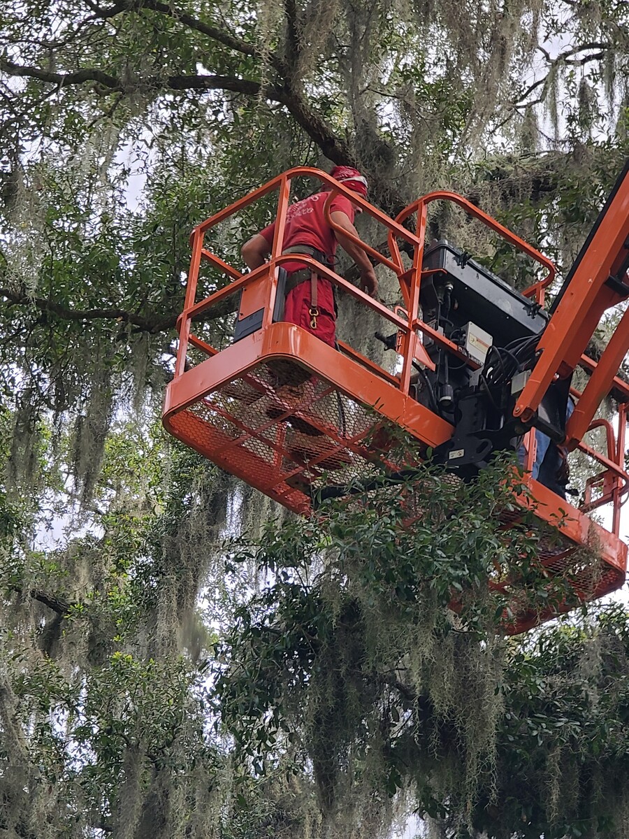 Images Tampa Tree Services, LLC