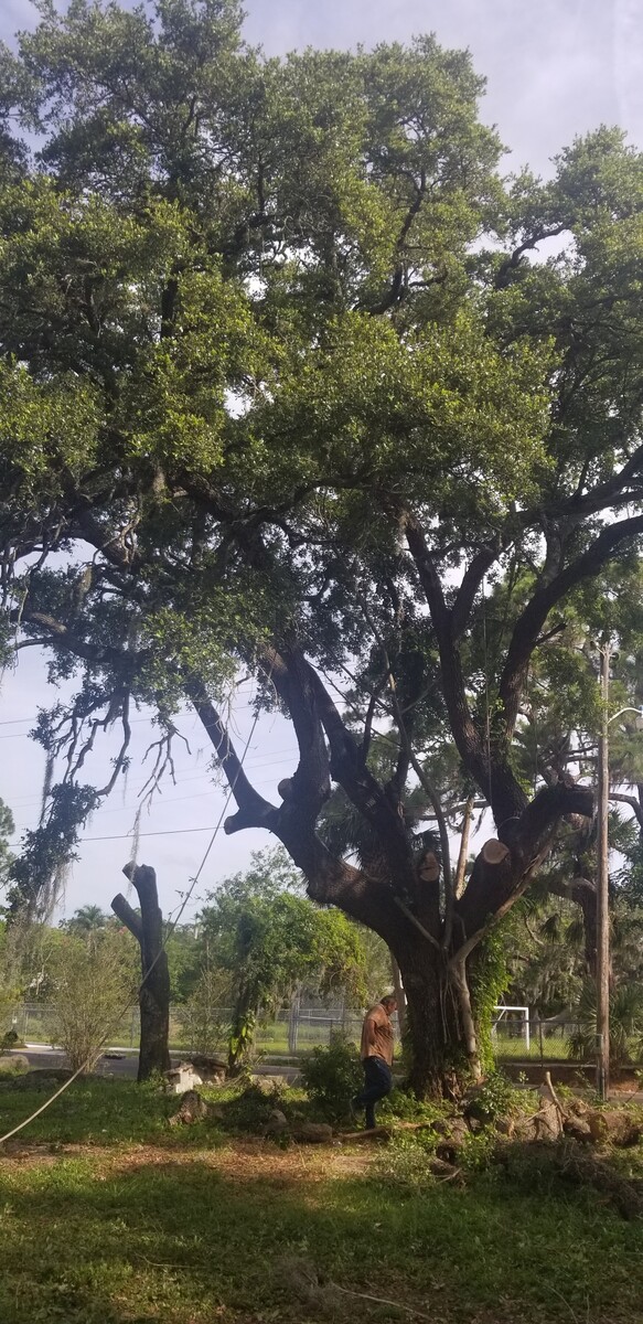 Images Tampa Tree Services, LLC
