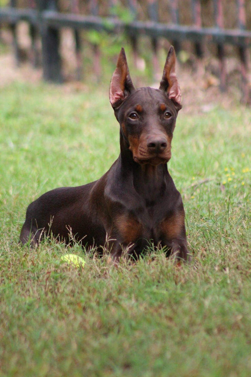 Images Rays Dobermans Kennels