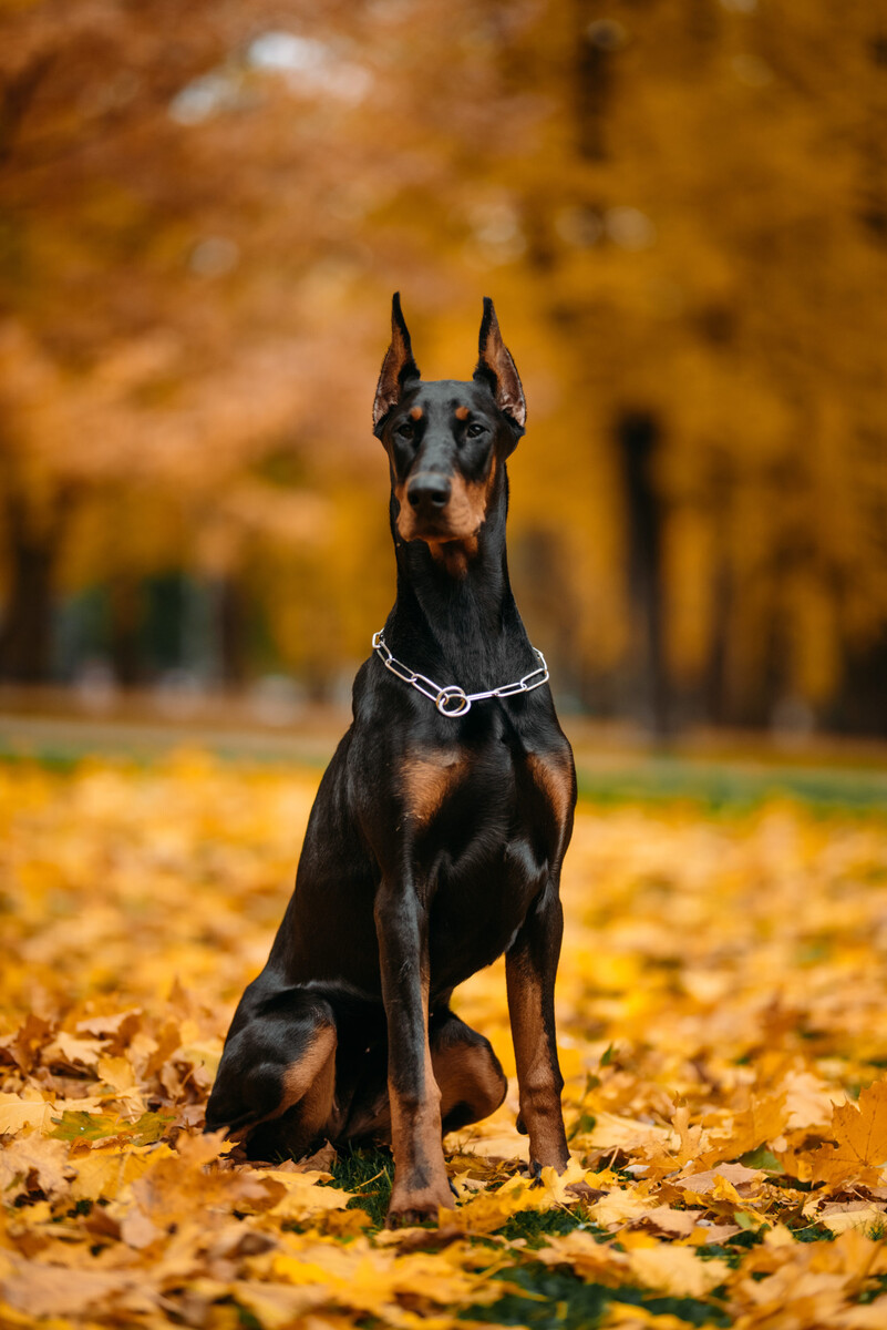 Images Rays Dobermans Kennels
