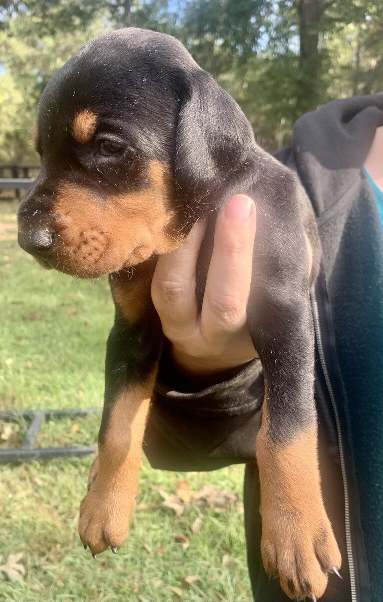 Images Rays Dobermans Kennels