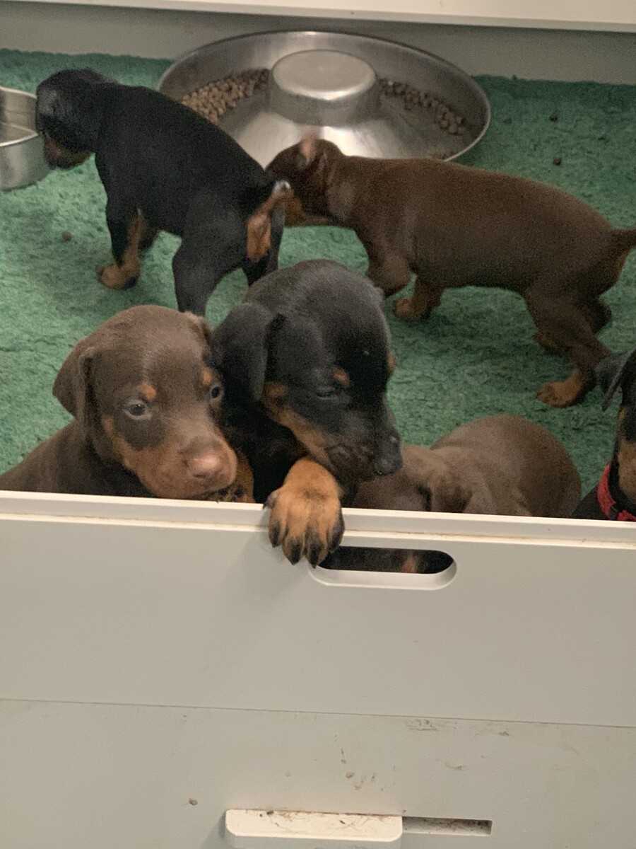 Images Rays Dobermans Kennels