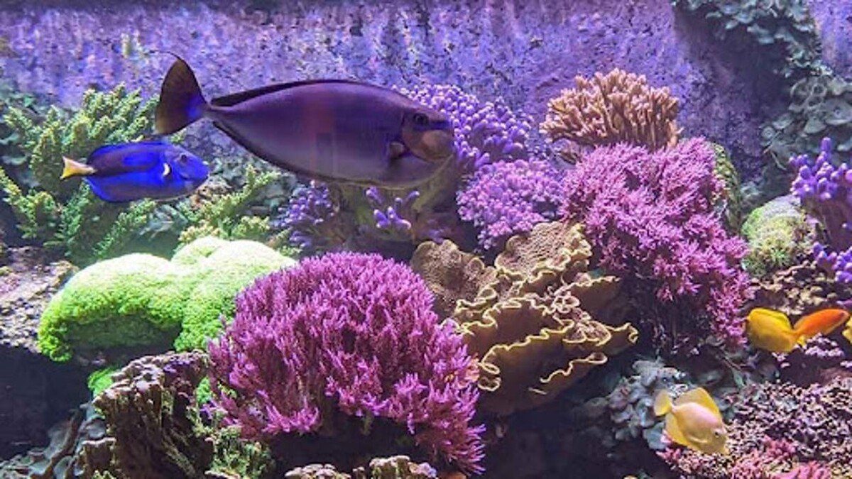 Images Reef eScape LLC